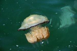 Очень опасное животное: что необходимо каждому знать о медузах