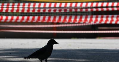 В Новой Москве зафиксировали массовую гибель птиц