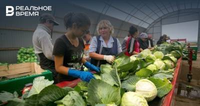 В Татарстане вновь выросли цены на некоторые овощи