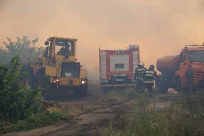 Пожар в лесничестве в Тольятти связали с поджогом, возбуждено дело