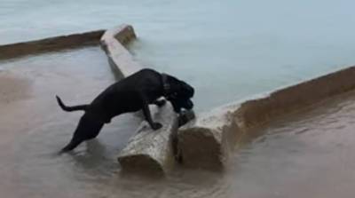 Игры веселого щенка с волнами умилили и рассмешили юзеров сети (Видео)