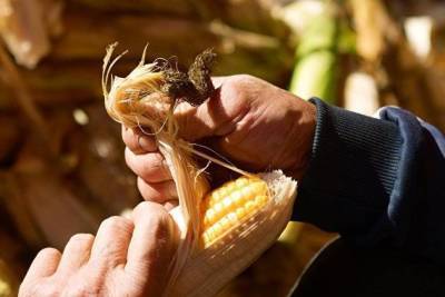 Кукуруза дешевеет из-за спроса в Китае и рекордного урожая на Украине