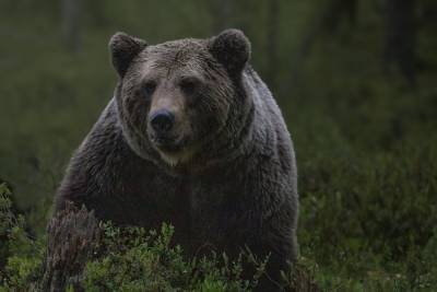 Медвежьи следы, обнаруженные главой Бурятии, оставил медвежонок