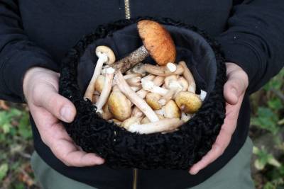 Эксперты допустили подорожание грибов и ягод из-за жары и инфляции