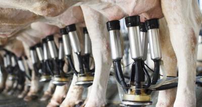 Производство молока в Брестской области за I полугодие выросло на 2,8 %