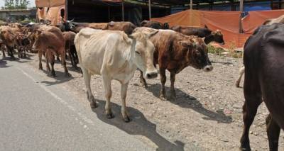 Владельцы павшего от сибирской язвы скота в Грузии получат компенсации