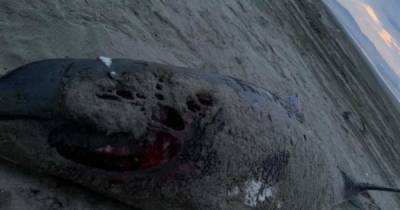 Тушу неизвестного морского зверя вынесло на берег на Сахалине
