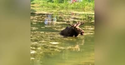 "Снова купается": В Москве лось искупался в пруду во время аномальной жары и восхитил очевидцев