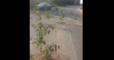 "Пока полатают — созреют": огромные ямы на дороге засадили вишнями под Киевом (видео)