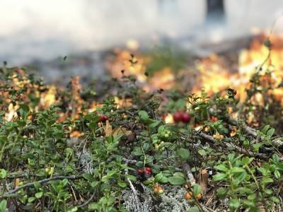 В ХМАО площадь лесных пожаров за выходные выросла в 7 раз