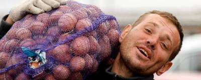 Голландские ученые обнаружили ген, улучшающий селекцию картофеля