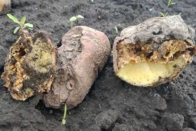 Стеблевая нематода – опасный враг картофеля