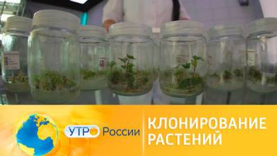 Утро России. Клонирование растений