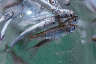 3 миллиона мальков сиговой рыбы выпустили в Иртыш по заказу "Газпромнефть-Ямала"