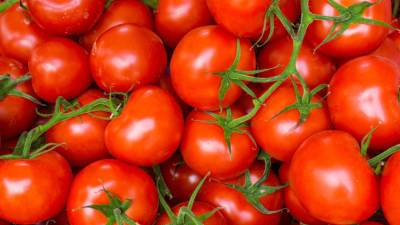 Как ускорить созревание томатов: шесть простых советов