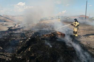 Десятки телят погибли при пожаре в Новосибирской области
