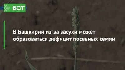 В Башкирии из-за засухи может образоваться дефицит посевных семян