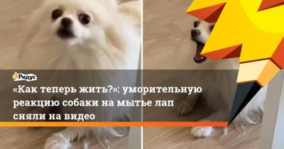 «Как теперь жить?»: уморительную реакцию собаки на мытье лап сняли на видео