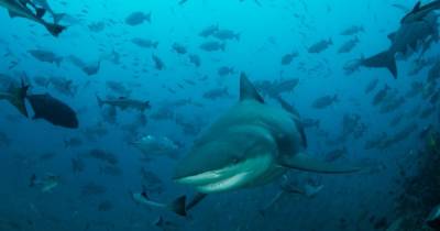 Не такие страшные хищники. Акулы выступают “за мир во всем море”, - новое исследование