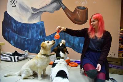 Первое в России песокафе Dog House закрывается в Новосибирске