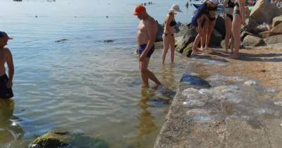 "Отдых испорчен": В Бердянске люди не могут купаться в море из-за нашествия медуз (видео)