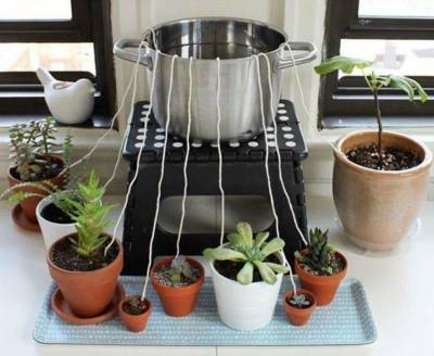 6 простых систем полива комнатных растений на время отпуска, которые уберегут растения от пересыхания