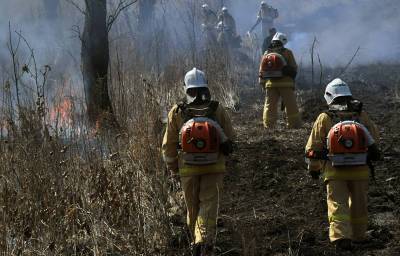 Поджог назвали основной версией природного пожара в Тольятти