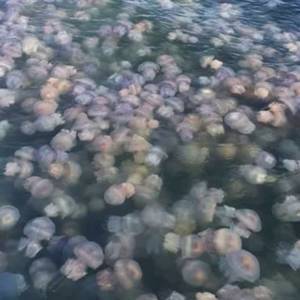 В Бердянске люди не могут купаться в море из-за нашествия медуз. Видео