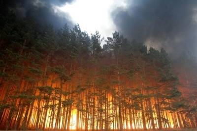 Площадь лесных пожаров в России по итогам года составит более 15 млн гектар
