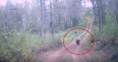В Башкирии медведица едва не напала на машину