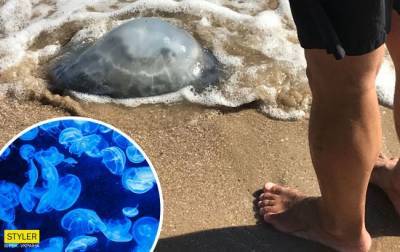 На курорте Азовского моря нашествие медуз: их вывозят тачками (ВИДЕО)