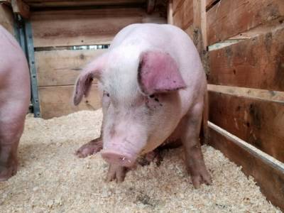 Убивают живыми, бросая в кипяток: зоозащитники показали жизнь свиней на фермах - unn.com.ua - Украина - Киев - Англия - Великобритания