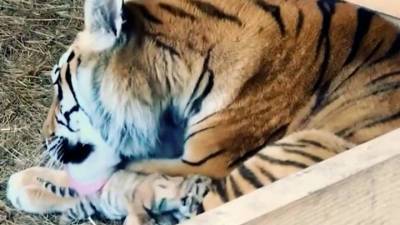 В приморском парке пополнение: тигрица Сказка родила четверых котят