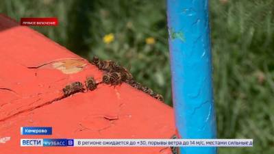"Гнездящийся беспредел": в Кузбассе пчелы "отобрали" качели у детей