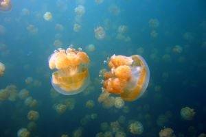 Отдых испорчен: курорты Азовского моря атакуют медузы. ВИДЕО