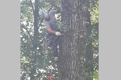 Волонтер из Брянска помог спилить опасные деревья