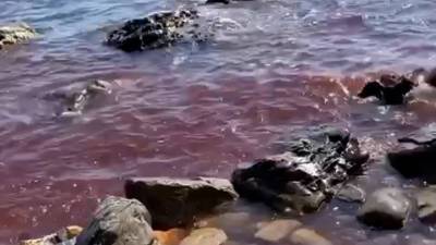 Черное море в Геленджике стало красным
