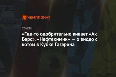 «Где-то одобрительно кивает «Ак Барс». «Нефтехимик» — о видео с котом в Кубке Гагарина
