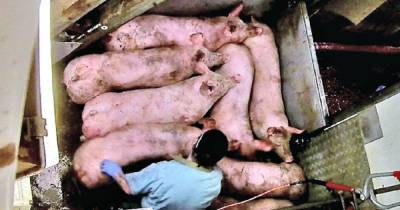 На британских фермах животных бьют током и живьем бросают в кипяток, — зоозащитники (видео)