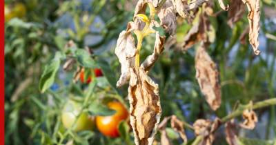 У помидоров желтеют и сохнут листья: в чем причина и как бороться