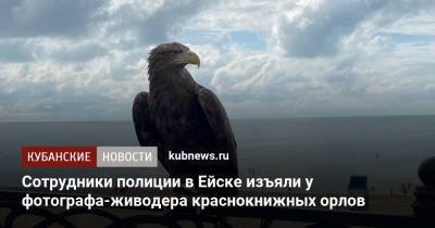 Сотрудники полиции в Ейске изъяли у фотографа-живодера краснокнижных орлов