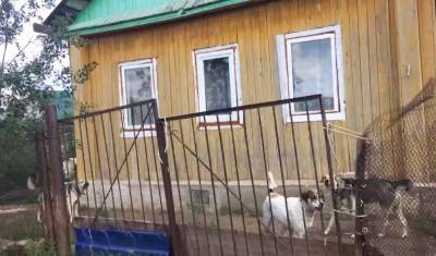 «Боимся тут ходить»: как 11 собак держат в страхе десятки садовых участков в Уфе
