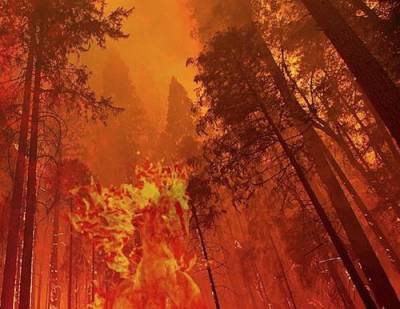 В Истринском районе Подмосковья загорелись около 3,5 гектаров леса