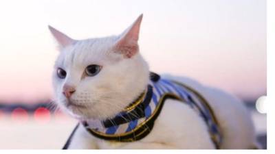 Эрмитажному коту Ахиллу предложили стать оракулом финала Лиги чемпионов-2022 в Петербурге
