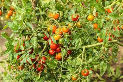 Названы способы борьбы с пожелтением листьев у помидоров