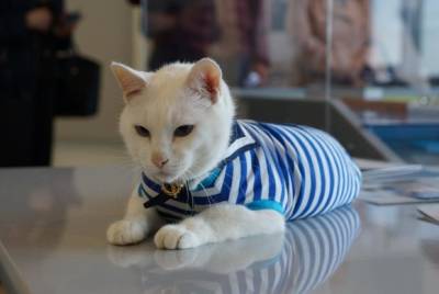 Эрмитажный кот Ахилл станет официальным оракулом на финале Лиги чемпионов