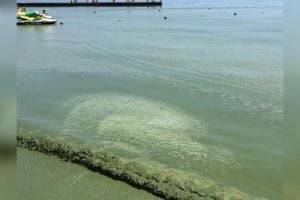 В Одессе Черное море покрылось слоем зеленых водорослей. ВИДЕО