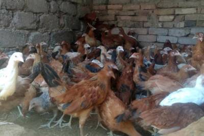 Туркменские ученые запатентовали удобрение из куриного помета