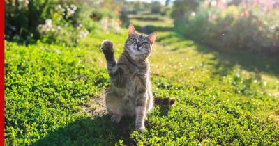 Как отпугнуть чужих кошек от дачного участка: 8 простых способов