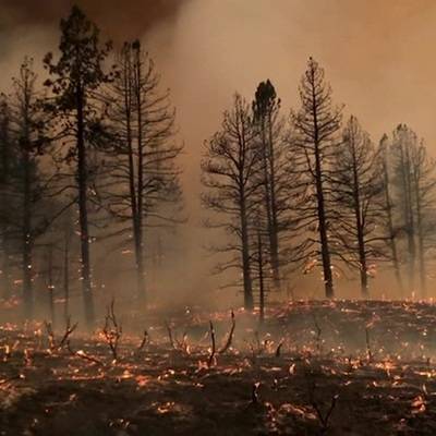 В Подмосковье до 19-го июля ограничено пребывание граждан в лесах из-за высокой пожароопасности